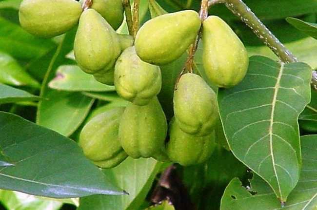 বহেড়ার এতো গুণ!